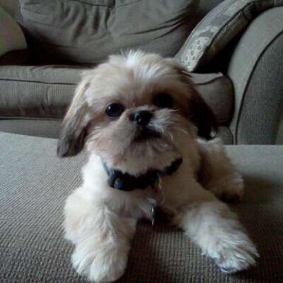 Profile Picture of Lisa Frick (@lisafrick06) on Twitter