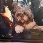 Profile Picture of Lorena 🐾 (@_umashihtzu) on Instagram