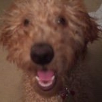 Profile Picture of Silly Lillie the Goldendoodle🐶 (@lilliethedoodle) on Instagram