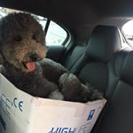 Profile Picture of Joshua Mould (@mouldjoshua) on Instagram