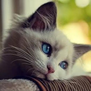 Profile Picture of Dino Andrew (@Andrew1Dino) on Twitter