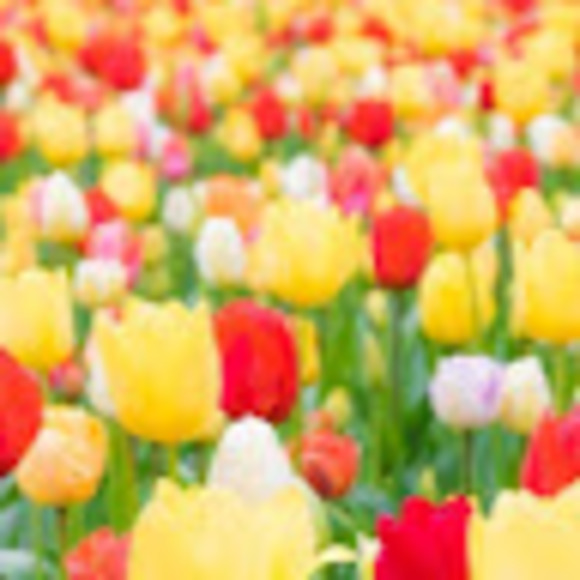 Profile Picture of Leora Cohen (@leorasamcohen) on Poshmark