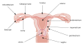 Profile Picture of Cervical effacementon Wikipedia