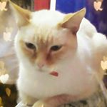 Profile Picture of Lemoine Eva-Morgane (@lemoine_eva_) on Instagram