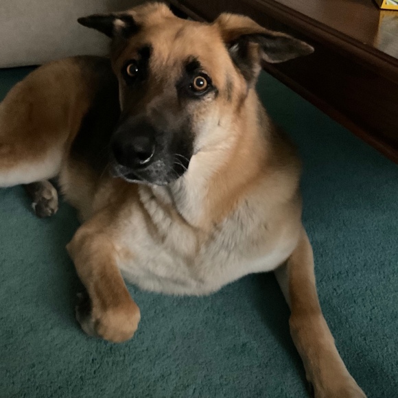 Profile Picture of Katie Derusso (@sleursmayhem) on Poshmark