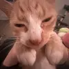 Profile Picture of lialafollette (@lialafollette) on Tiktok
