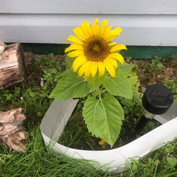 Profile Picture of Arlene Delongchamp (@adelongchamp) on Poshmark