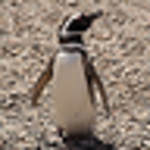 Takashi Mizoguchi - Flickr Profile Picture of Takashi Mizoguchi (@tmizo) on Flickr