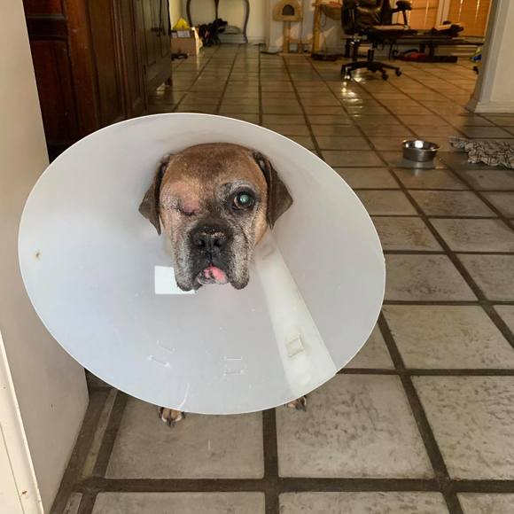 Profile Picture of Sylvia Chaney (@chiisaimiss) on Poshmark