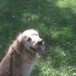 Profile Picture of Joel Plunkett (@angrytelstraman) on Instagram