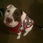 Profile Picture of Adam Searcy (@gunners_dad_) on Instagram