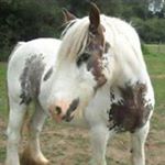 violet todd - Instagram Profile Picture of violet todd (@violettodd) on Instagram