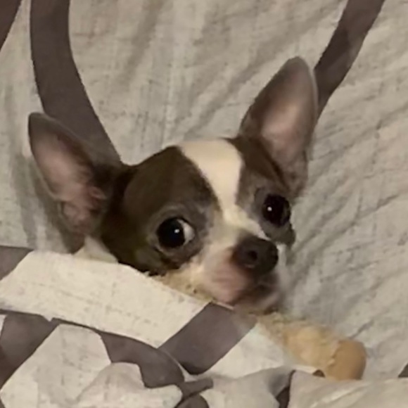 Profile Picture of Pingo Salas (@pingoamerica) on Poshmark