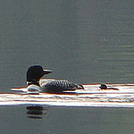 Profile Picture of Robert Whitefield (@whitey's pics) on Flickr