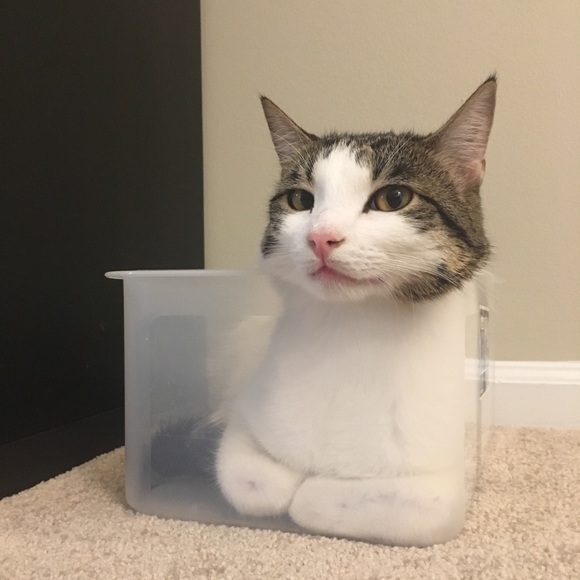 Profile Picture of Xiang Zhang (@zxchantal) on Poshmark