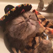 Profile Picture of Matthew Parnell (@angryduck121) on Youtube