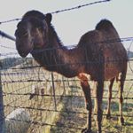 Profile Picture of Amanda Chandler (@amanda_sue321) on Instagram