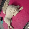 Profile Picture of Bradley Key (@@ronny_55) on Tiktok