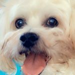 Profile Picture of Finn McCool O'Connor (@finnmccooloconnor) on Instagram