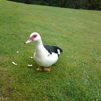 Profile Photo of Kevin The Duck (@kevintheduck) on Twitter