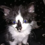 Profile Picture of FELIX HAWKINS (@felixhero20) on Instagram