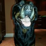 Profile Picture of Andrea Whitney (@chili_boxweiler) on Instagram