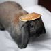 Profile Picture of Laura Klug (@bobklug) on Pinterest