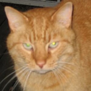 Profile Picture of Inez Layman (@inezlayman) on Myspace