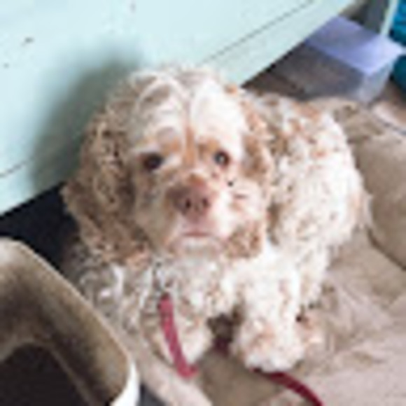 Profile Picture of Kate Mansuy (@katemansuy) on Poshmark