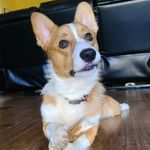 Profile Picture of George McKinney Corgi (@georgemccorgi) on Instagram