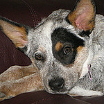 Profile Picture of Kim Hogarth (@kim.hogarth) on Flickr