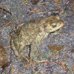 Profile Picture of Riebe Riebesell Impressador (@rieberiebesell) on Instagram