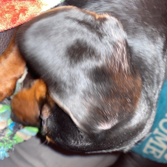 Profile Picture of Violette Starnes (@vlwzmw) on Poshmark