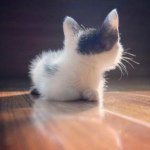 Profile Picture of Karl Heinrich siegfried (@invisibility_allison) on Instagram