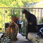 Profile Picture of Rosemary&Cheeto (@rosemarycheeto) on Instagram