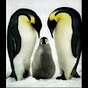 Profile Picture of DiscoPinguin (@@DiscoPinguin) on Tiktok
