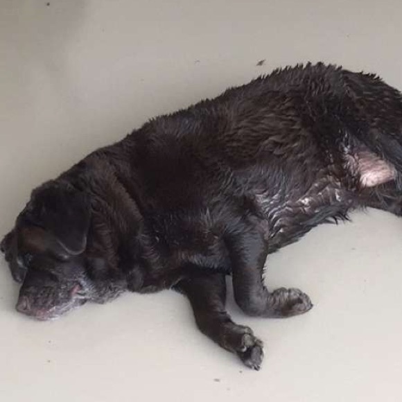 Profile Picture of Rocco Disabato (@rjdisabato) on Poshmark