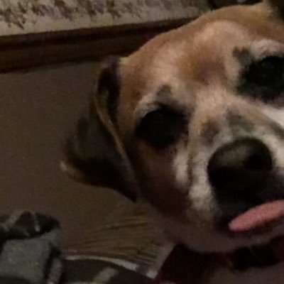 Dawn Snyder Gill - Twitter Profile Picture of Dawn Snyder Gill (@dawnsnyder71) on Twitter