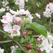 Profile Picture of SueP (@suepfaff1) on Pinterest