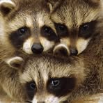 Profile Picture of Iris Bachmann (@iris.bachmann.908) on Facebook