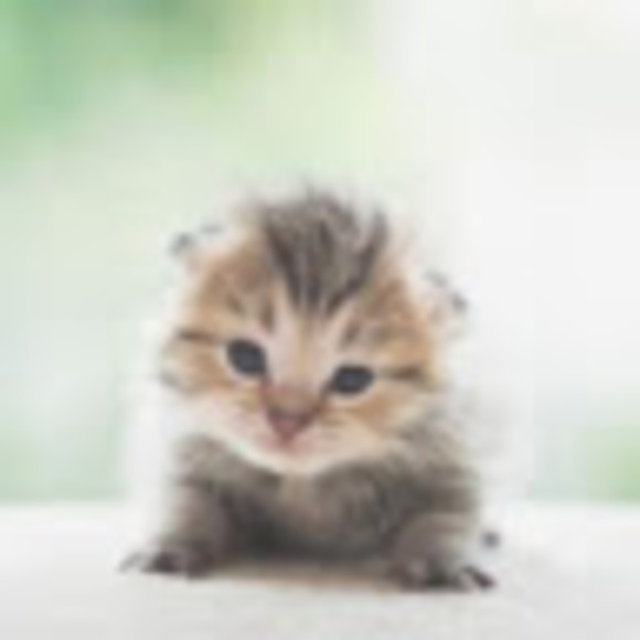 Profile Picture of Sumayyah Ahmed (@10243) on Poshmark