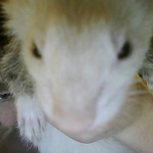 Profile Picture of Jacob Mazeika (@snakey300) on Myspace