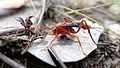 Profile Picture of Lissopimpla excelsaon Wikipedia
