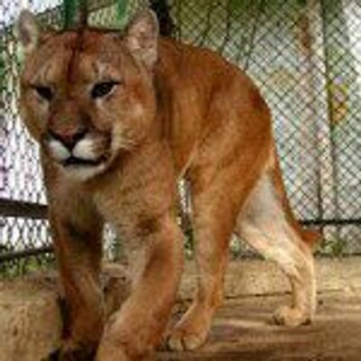 Profile Picture of Valles Del Orituco (@AnicetoPerez3) on Twitter