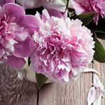 Profile Picture of james armo (@armojames) on Instagram