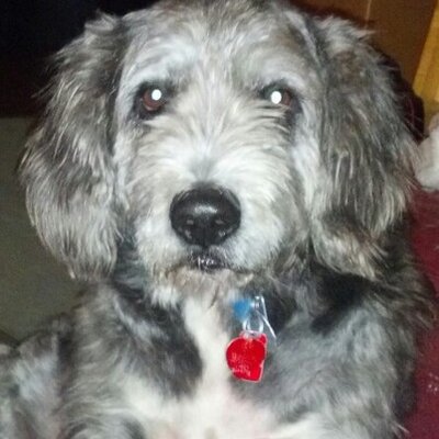 Profile Picture of Nancy Benninger (@nebenni) on Twitter