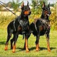 Profile Picture of Dustin Snow (@dustin-snow-12) on Quora