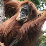 Profile Picture of ⭐️spread the word⭐️ (@ourendanger) on Instagram