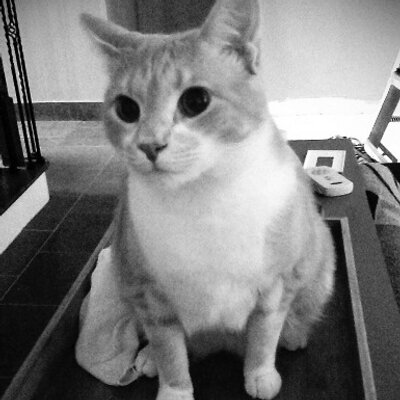 Profile Picture of Steve Simard (@habsfanatl) on Twitter