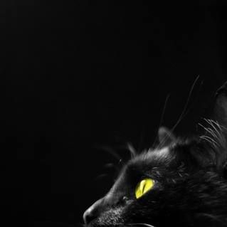 Profile Picture of Carlo Izzi (@carlo.izzi.9) on Facebook